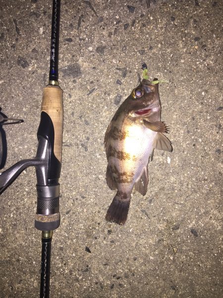 渋いメバル釣行